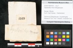 Foto (Objekt + Etikett) von Sapotacites minor Ettingshausen (NHMW-GEO-2024-0188-8169)
